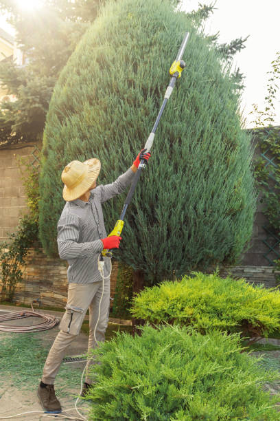 Best Tree Root Removal  in Farngton, MI